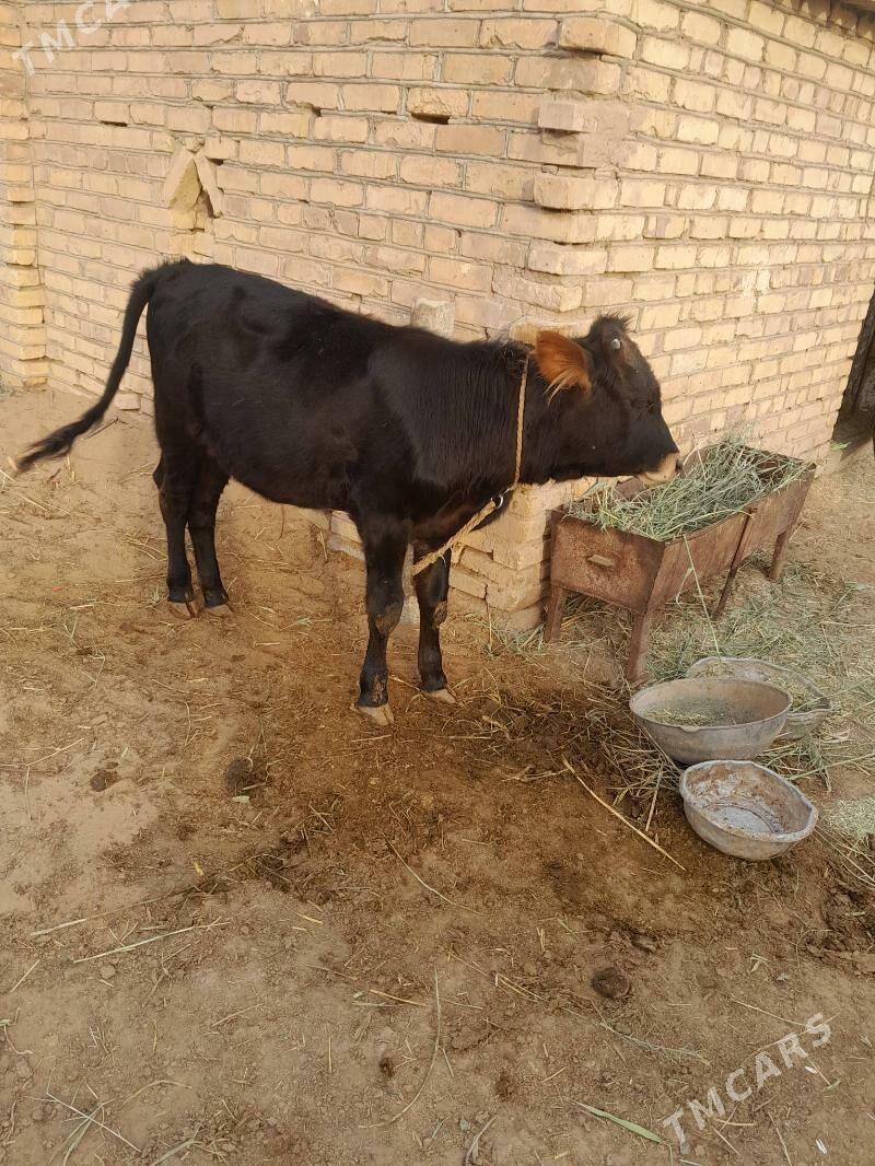 kouzce - Babadaýhan - img 1