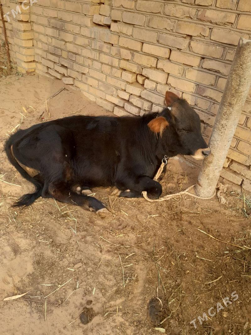 kouzce - Babadaýhan - img 2