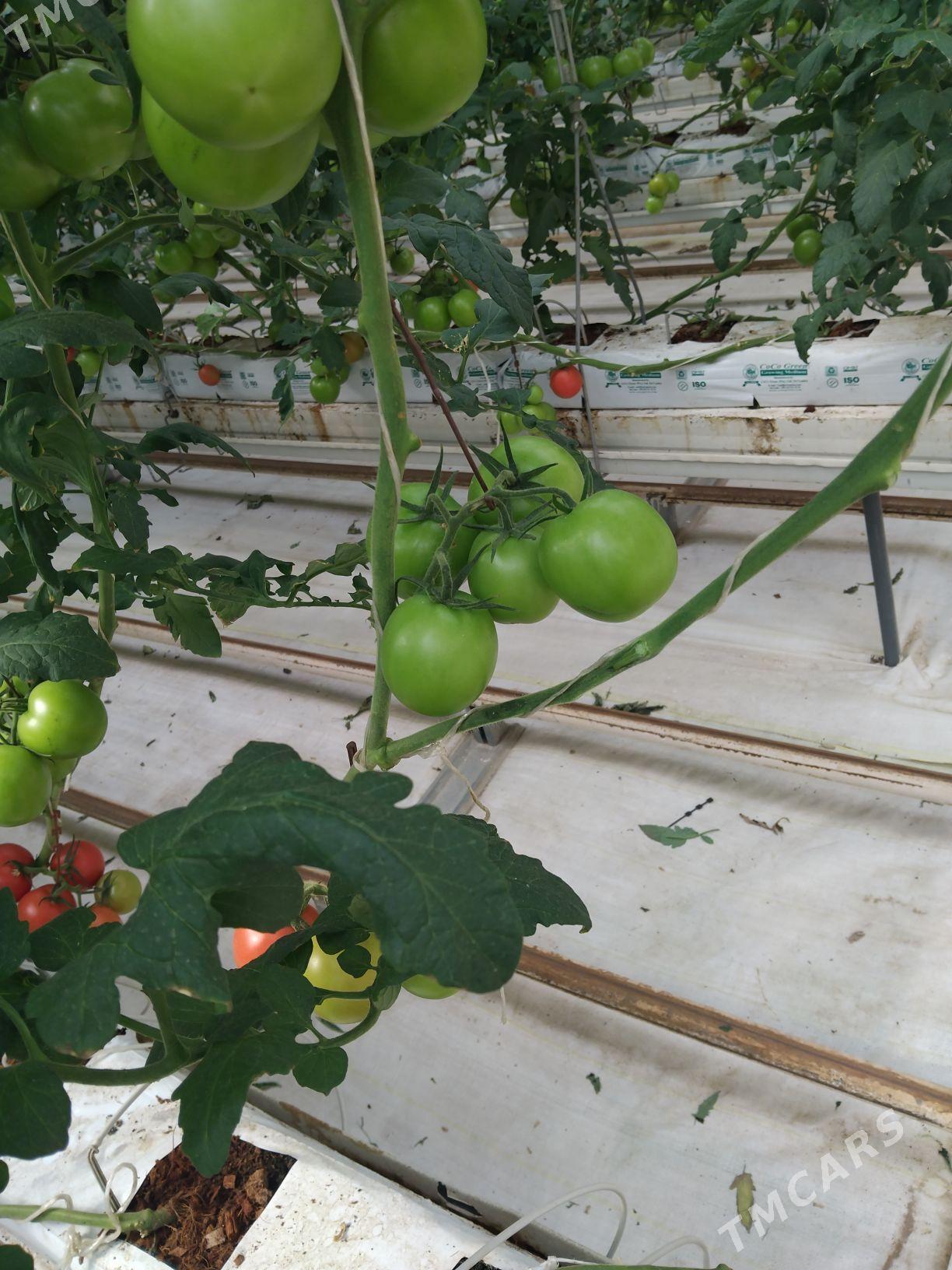 Ŷyladyshana - "Altyn Asyr" Gündogar bazary (Jygyllyk) - img 3