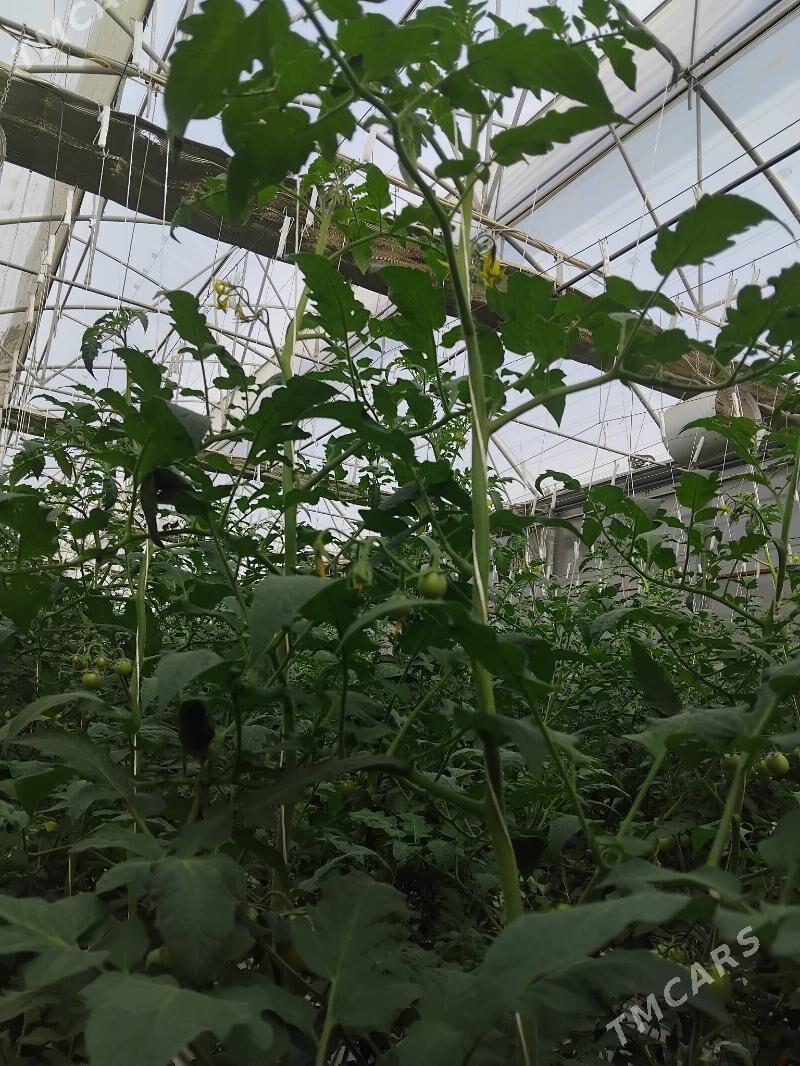 Ŷyladyshana - "Altyn Asyr" Gündogar bazary (Jygyllyk) - img 1