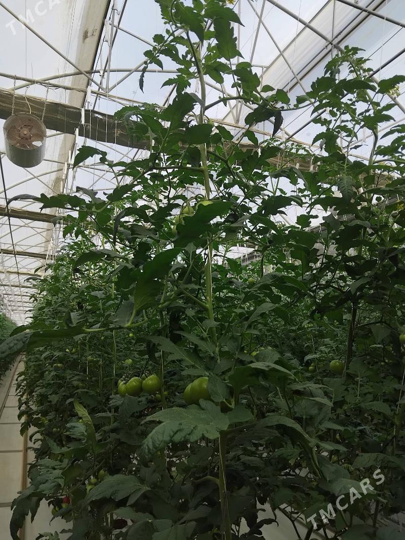 Ŷyladyshana - "Altyn Asyr" Gündogar bazary (Jygyllyk) - img 2