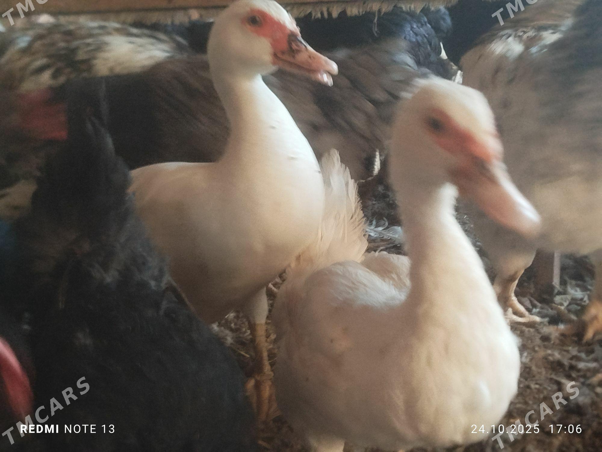 индук,ордак - Туркменабат - img 3