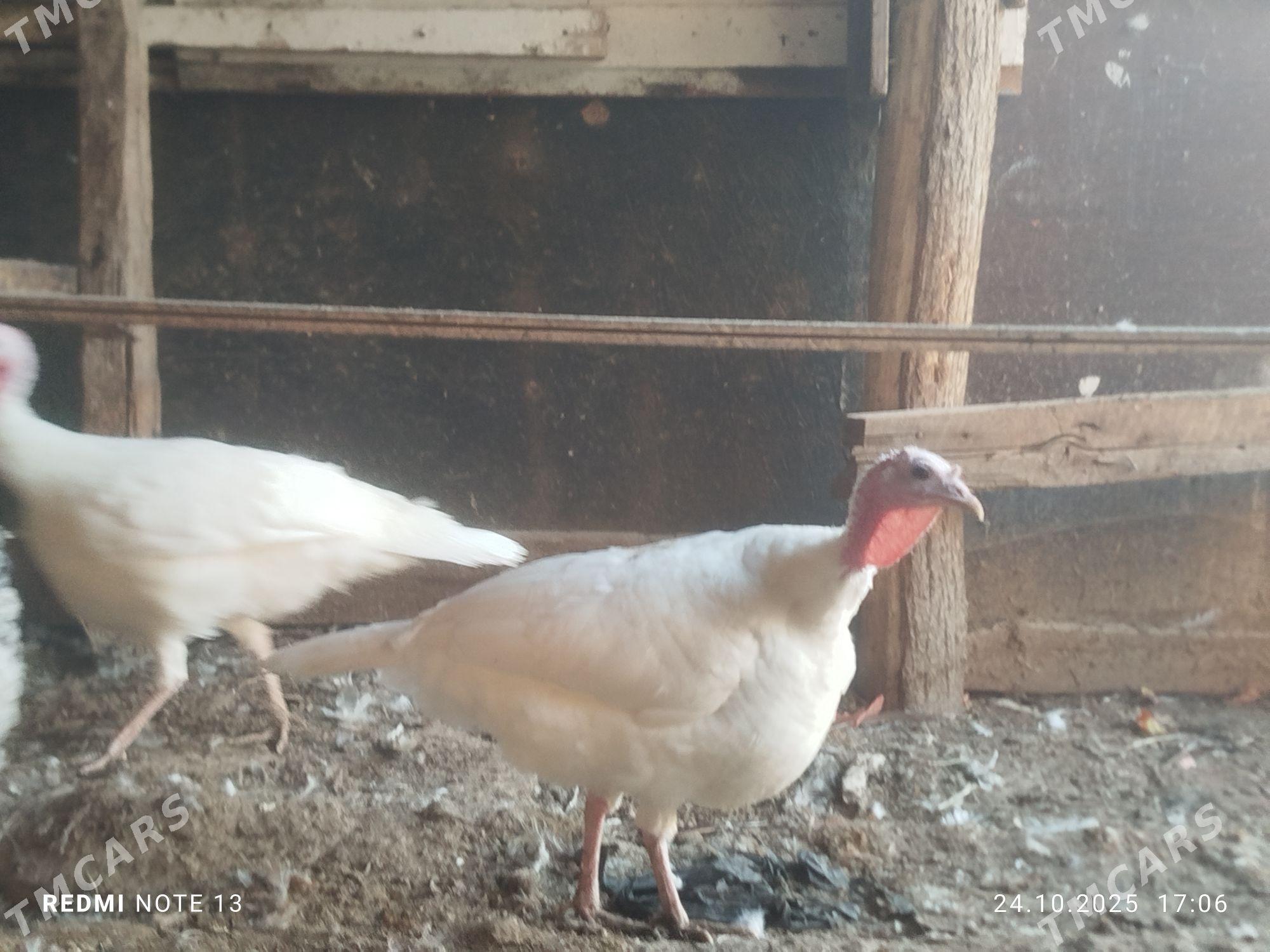 индук,ордак - Туркменабат - img 1