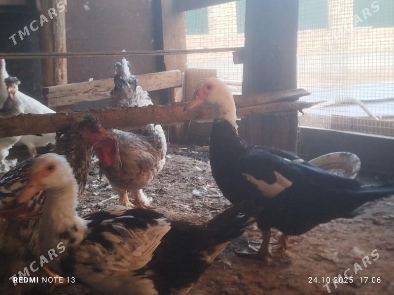 индук,ордак - Туркменабат - img 2