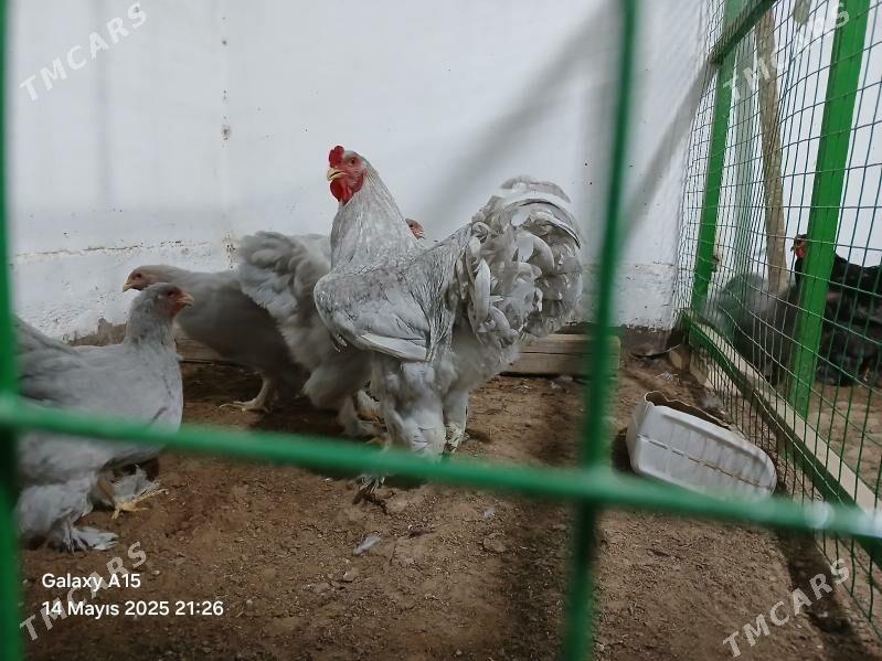 Brama Towuklar - Mary - img 7