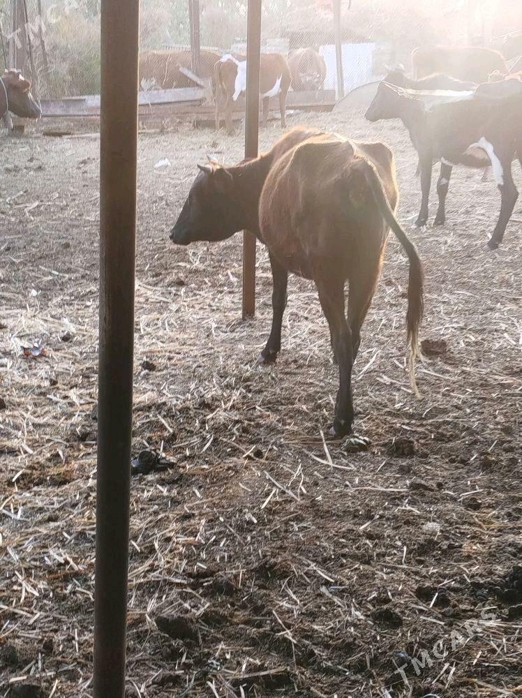 bogaz sygyr - Türkmenabat - img 1