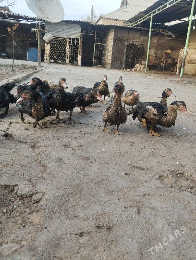 indautga - Garadamak Şor - img 2