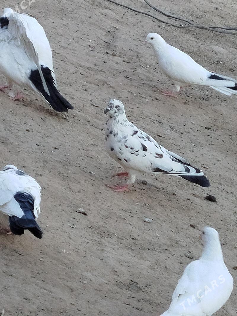 kepderi - Мары - img 2