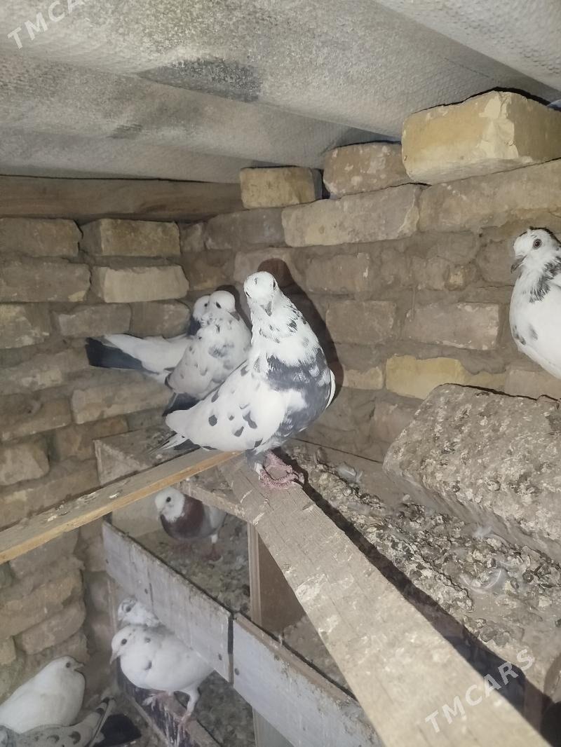 kepderi - Мары - img 3