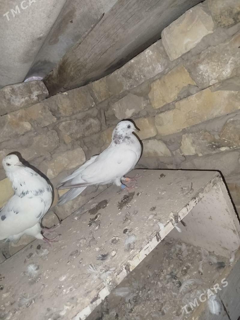 kepderi - Мары - img 9