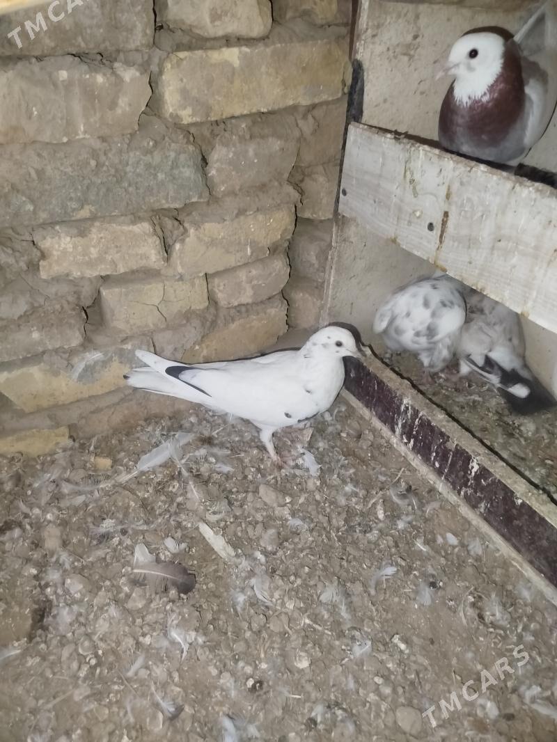 kepderi - Мары - img 6