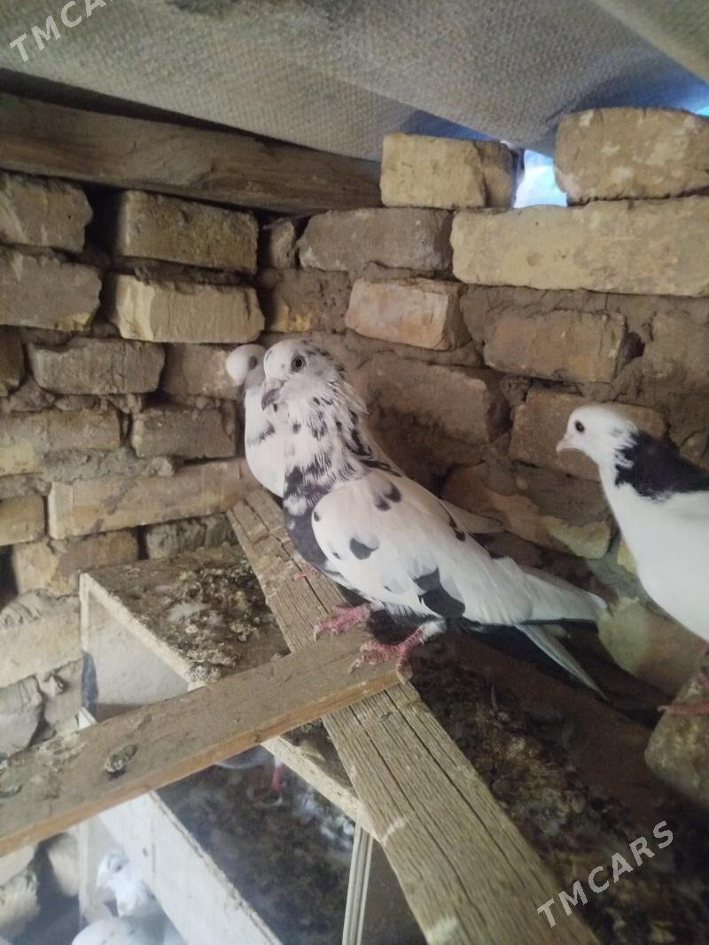 kepderi - Мары - img 8