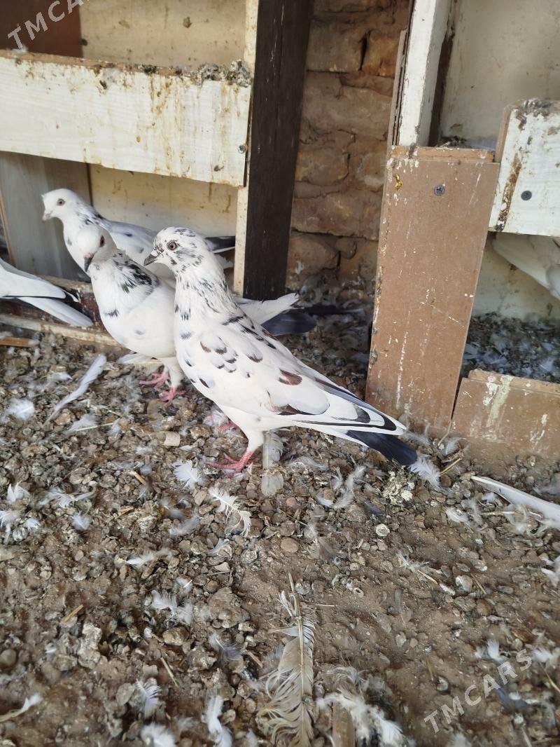 kepderi - Мары - img 4