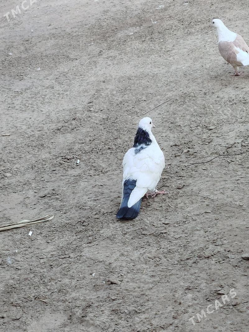 kepderi - Мары - img 7