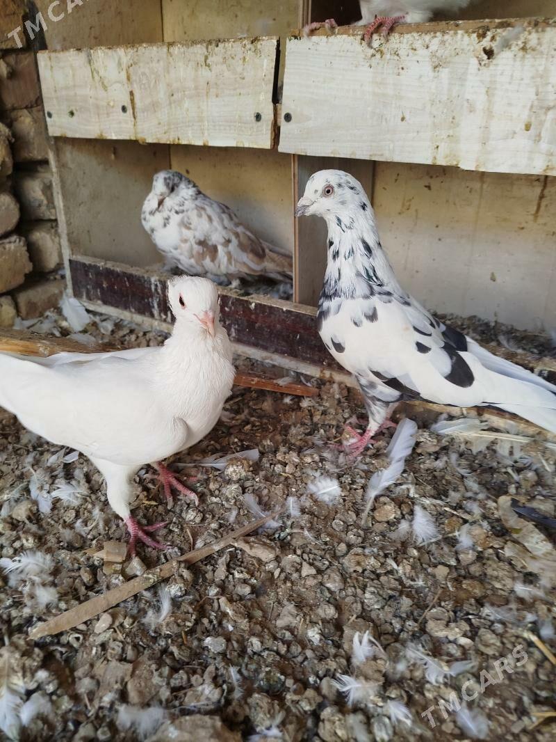 kepderi - Мары - img 5