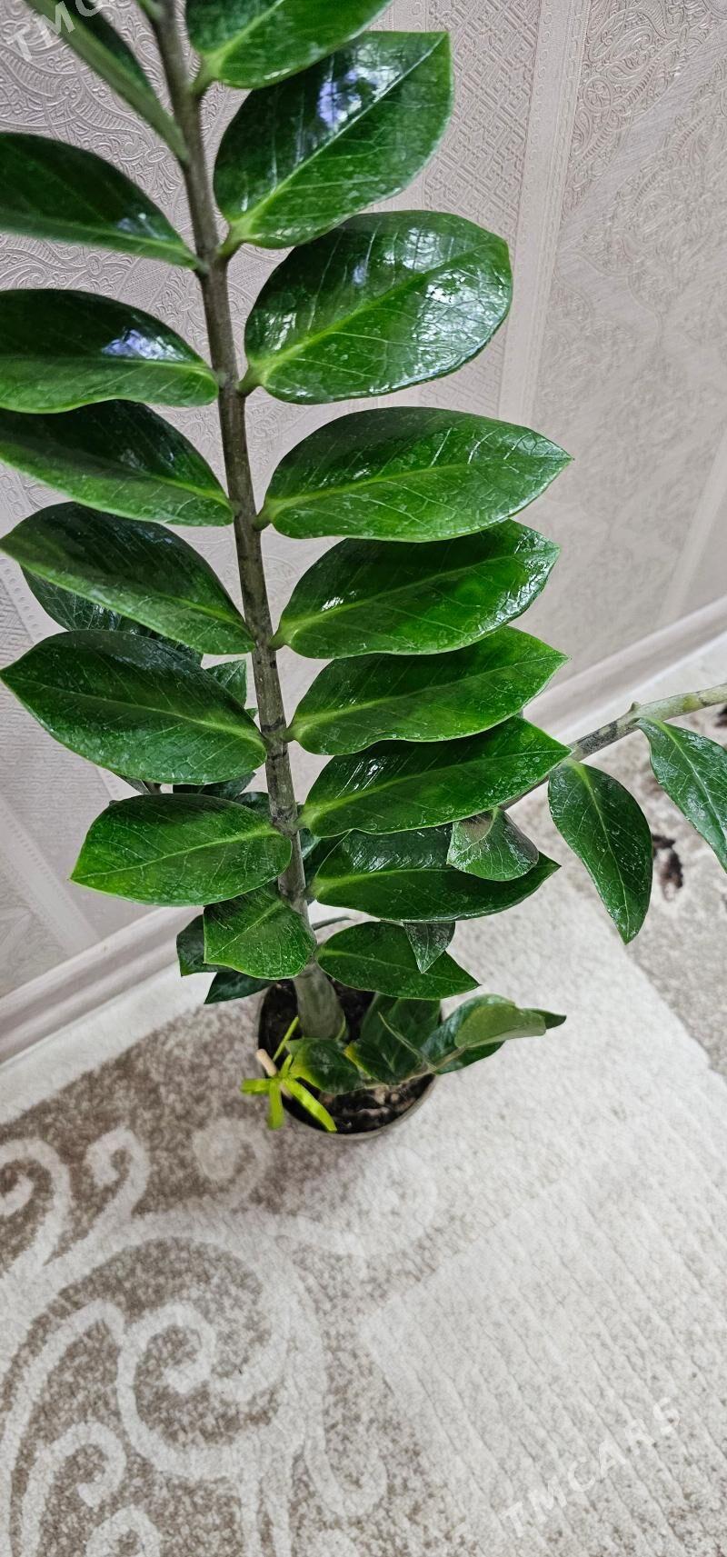 цветы - Гаудан "В" - img 1