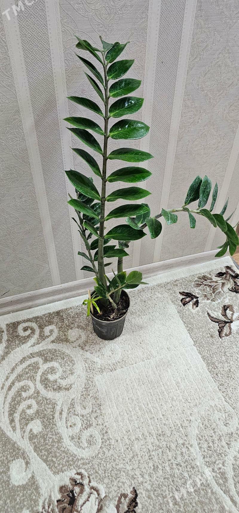 цветы - Гаудан "В" - img 2