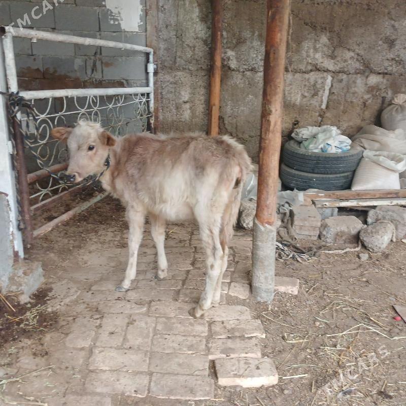 GÖLE - Бузмеин - img 2