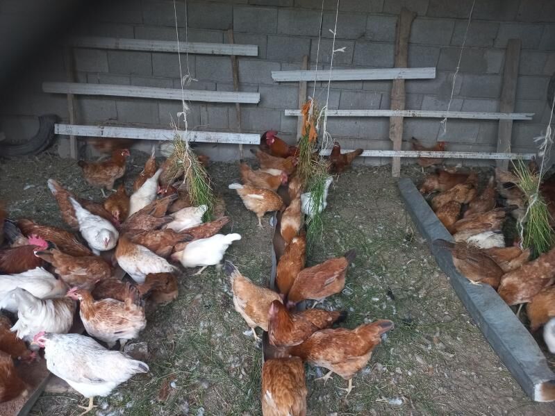 Towuk - Kaka - img 2