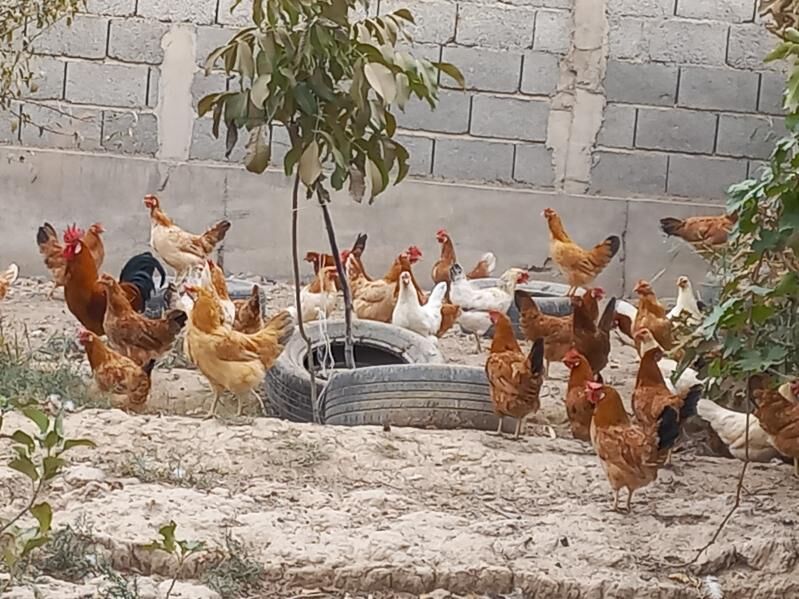 Towuk - Kaka - img 4