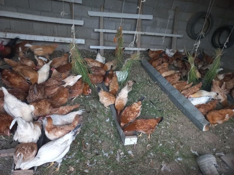 Towuk - Kaka - img 5