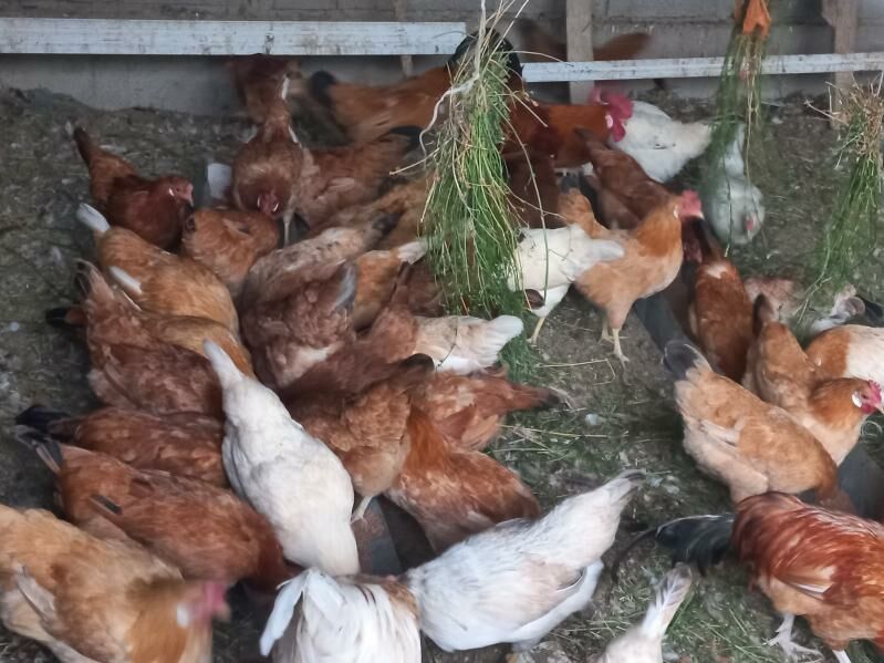 Towuk - Kaka - img 6