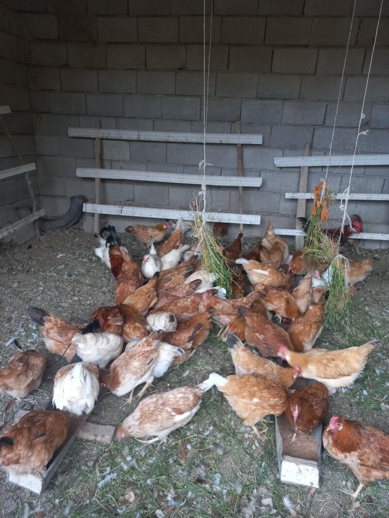 Towuk - Kaka - img 9