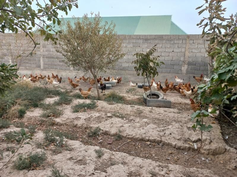 Towuk - Kaka - img 10