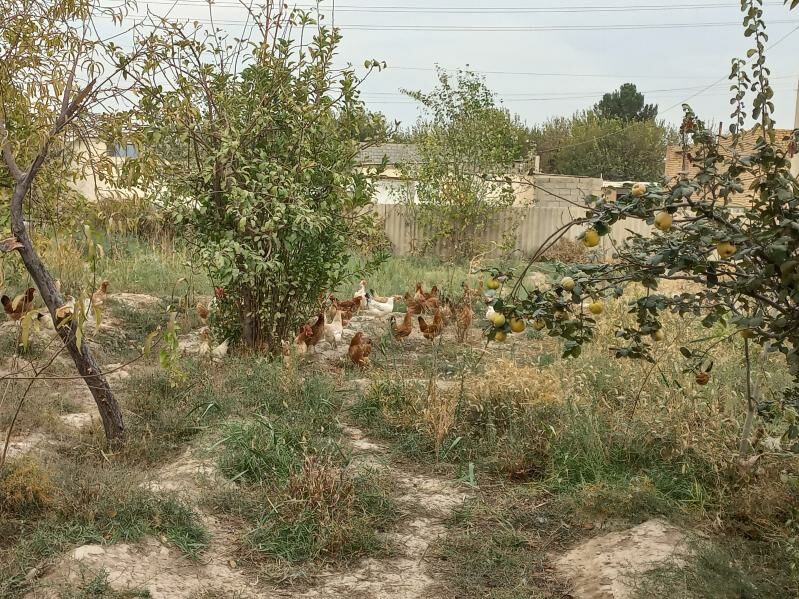 Towuk - Kaka - img 8