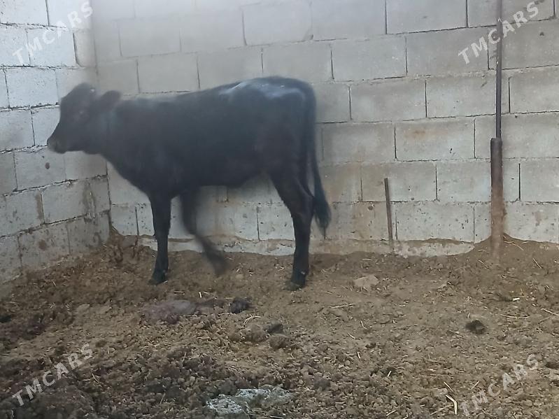 tuwe - Бузмеин - img 2