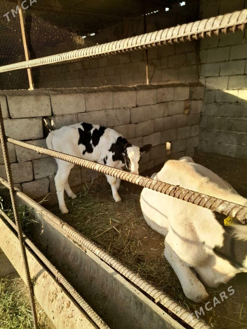 öküzçe - Gökdepe - img 6