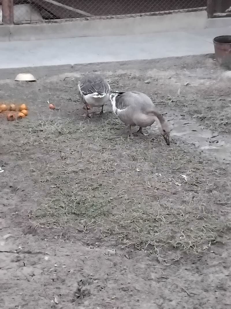 guws - Мары - img 8