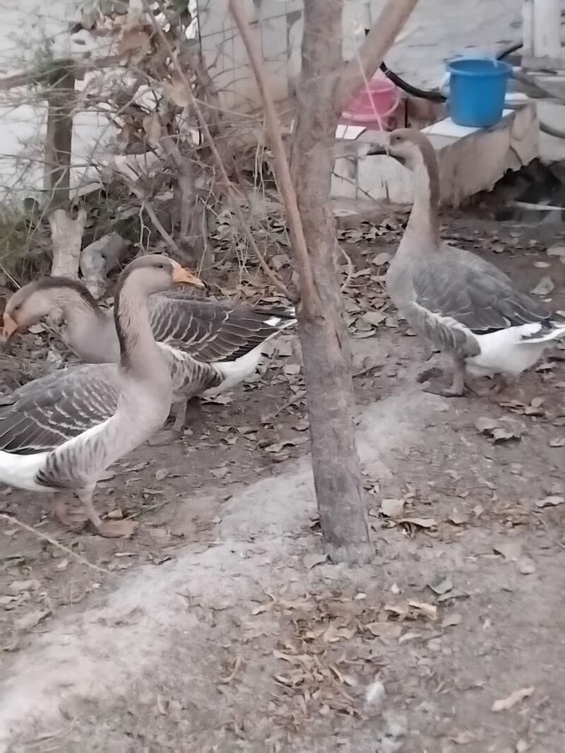 guws - Мары - img 3