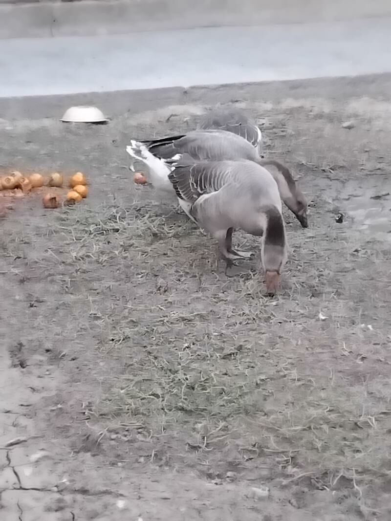 guws - Мары - img 5