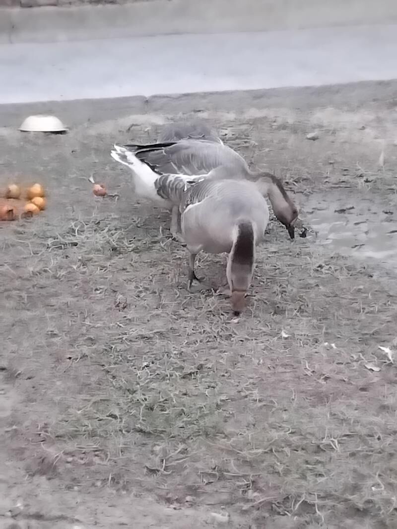 guws - Мары - img 4