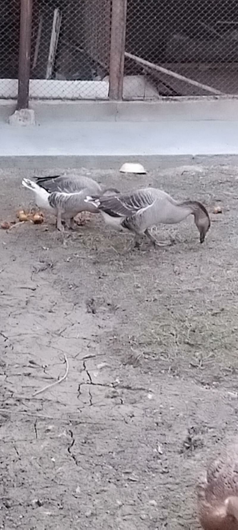 guws - Мары - img 6