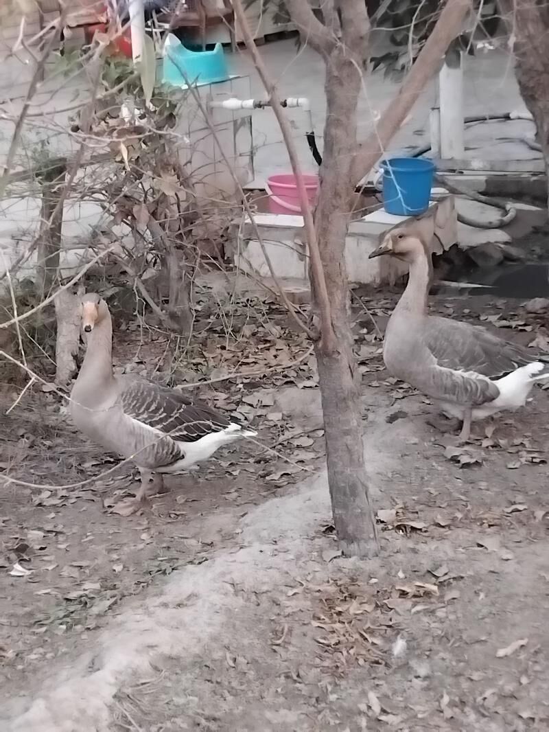 guws - Мары - img 9