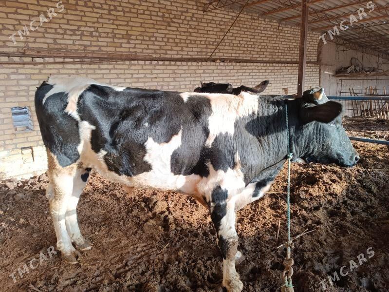 satlyk - Halaç - img 2