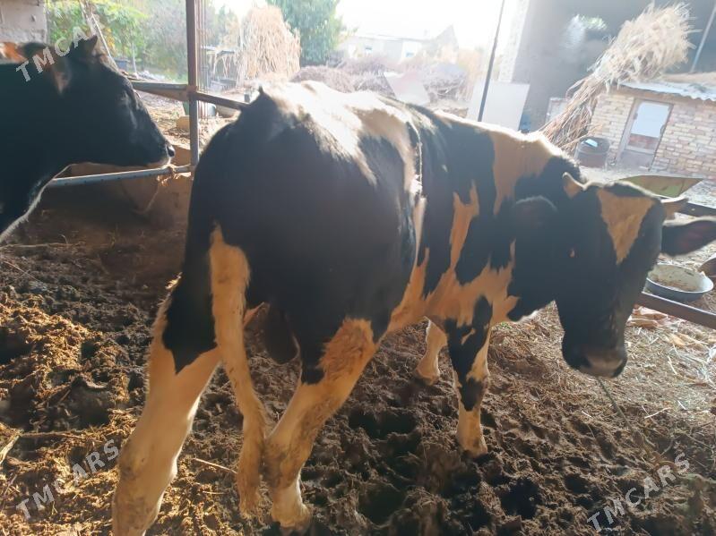 satlyk - Halaç - img 1