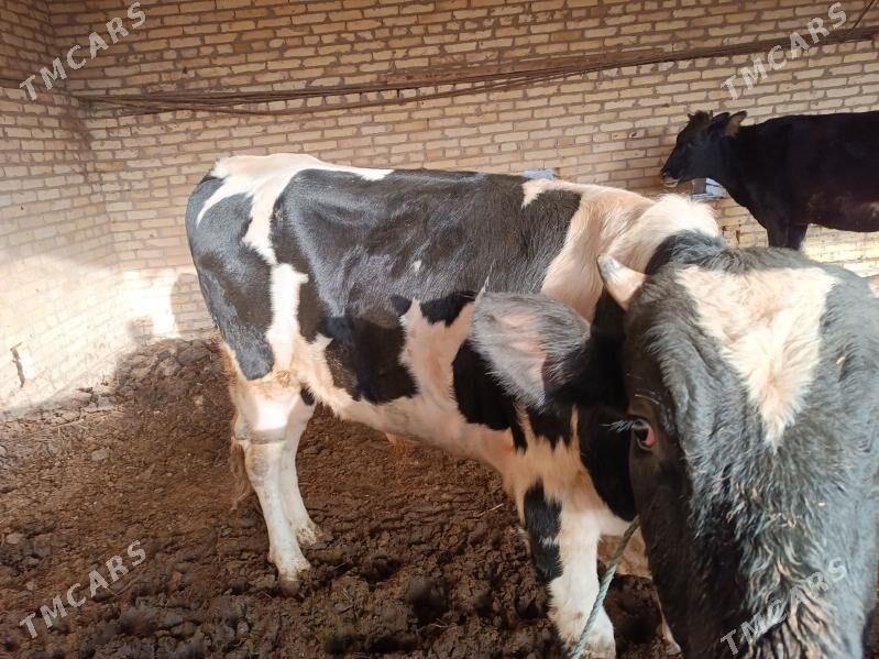 satlyk - Halaç - img 3