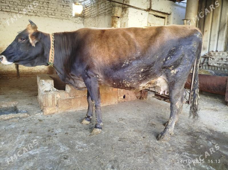 Sygyr - Бахарден - img 1