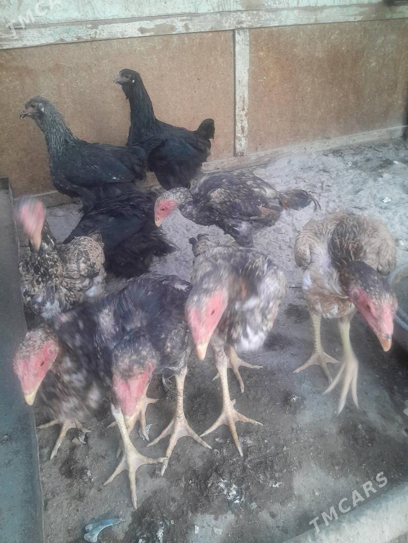 paroda jüje - Mary - img 1