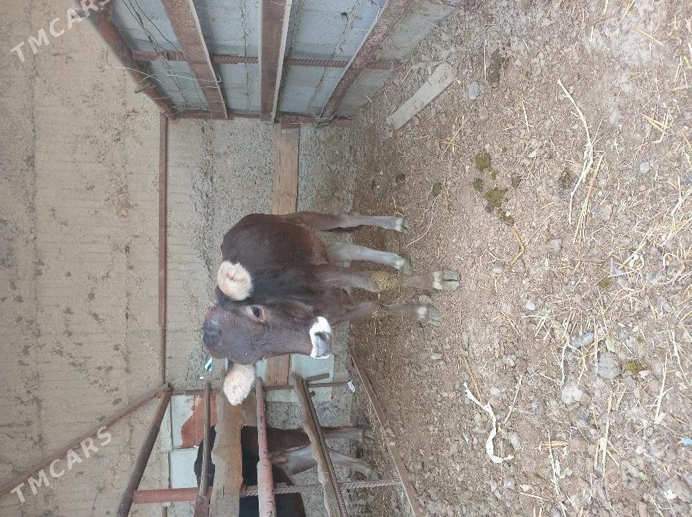 goleli sygyr - Ашхабад - img 3