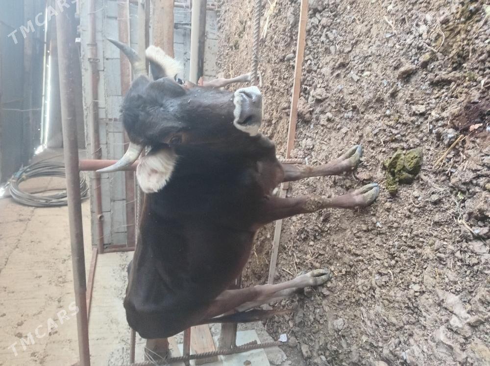 goleli sygyr - Ашхабад - img 4