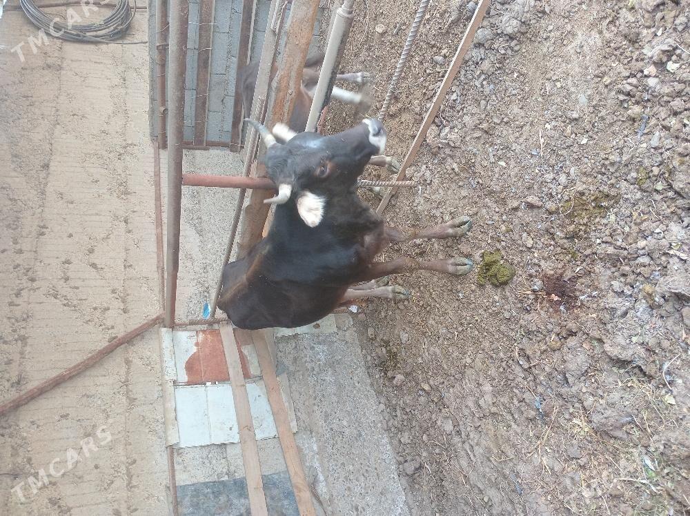 goleli sygyr - Ашхабад - img 5