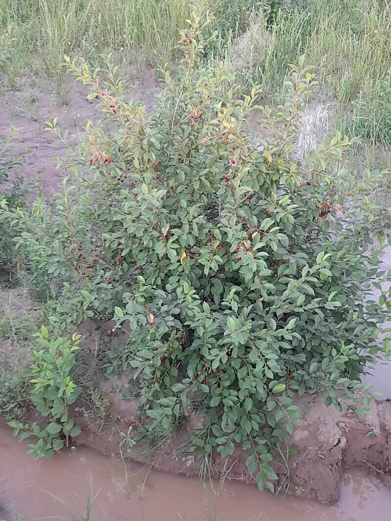 alma bag - Керки - img 5