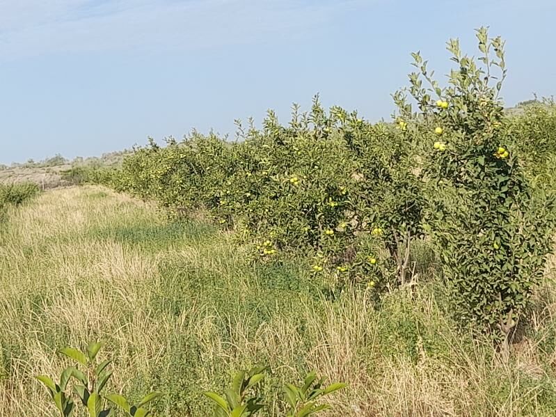 alma bag - Керки - img 4