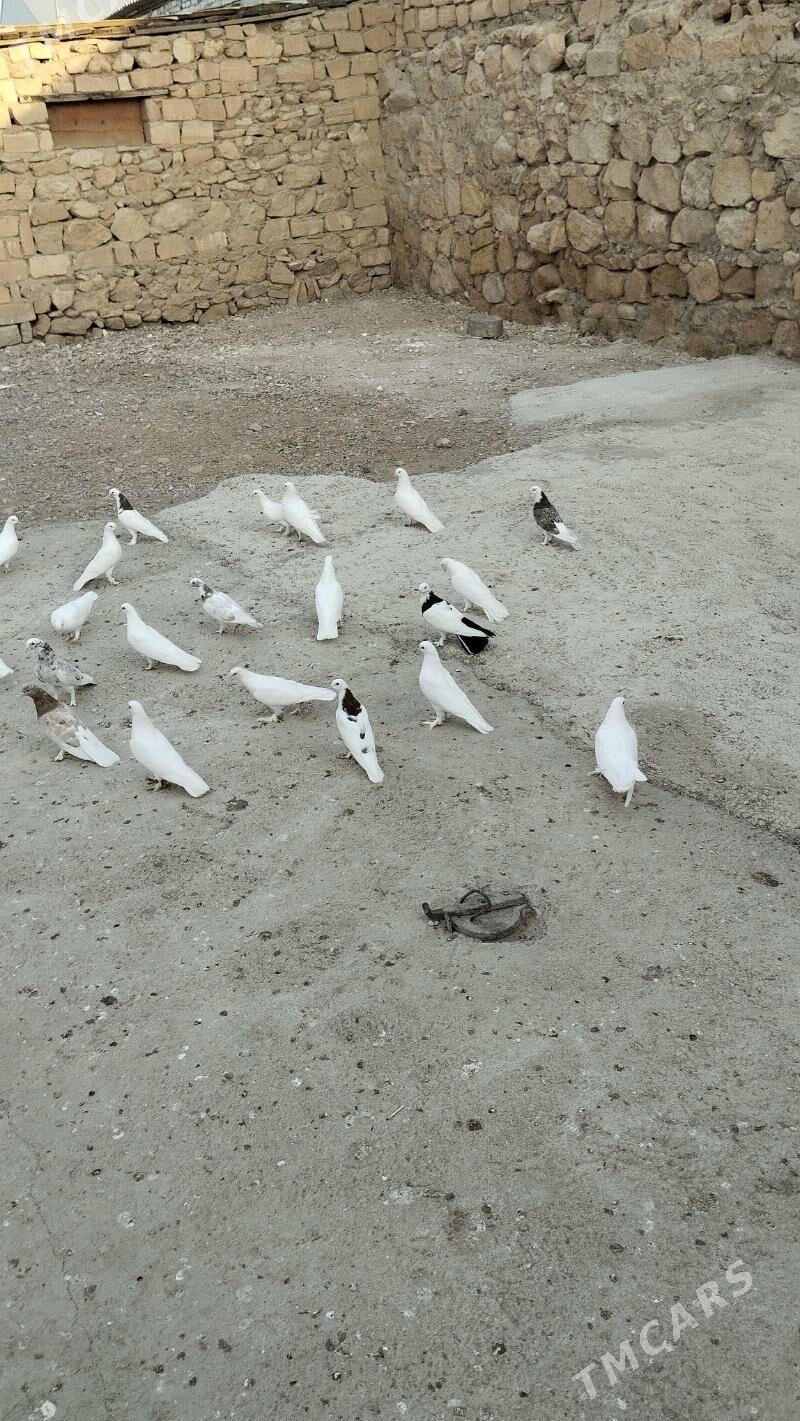 kepderi - Gyzylarbat - img 1