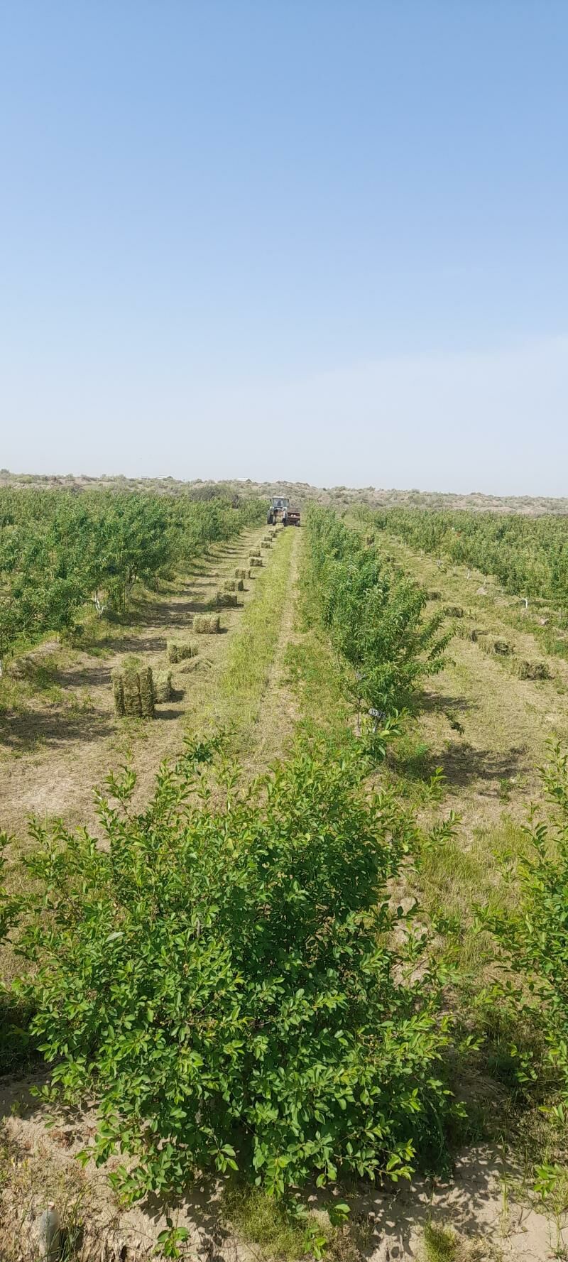 alma bag - Керки - img 2