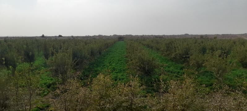 alma bag - Керки - img 6